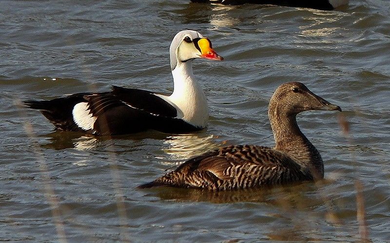 derde-kalenderjaar mannetje koningseider en vrouwtj eider