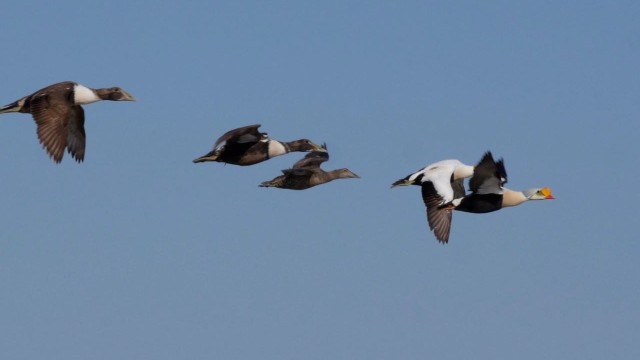 derde-kalenderjaar mannetje koningseider en vier eiders - Foto  Marc vd Aa 