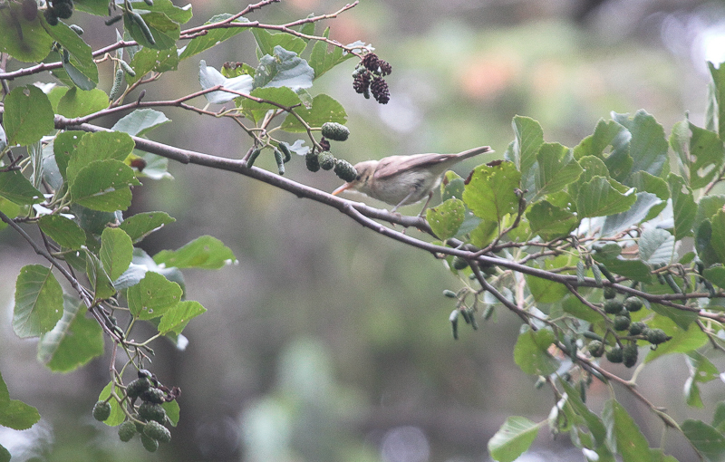 Orpeusspotvogel Bomenland - 2 okt 2018 - Foto Lars Buckx